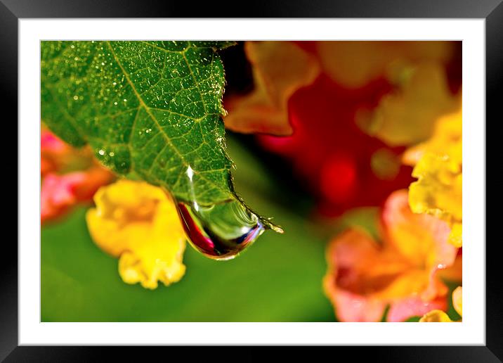 A Drop of Beauty Framed Mounted Print by Tom and Dawn Gari