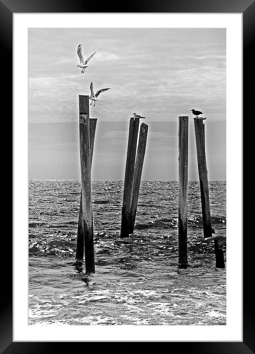 Seagulls  landing on Remains of a Pier Framed Mounted Print by Tom and Dawn Gari