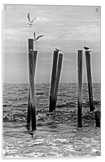 Seagulls  landing on Remains of a Pier Acrylic by Tom and Dawn Gari