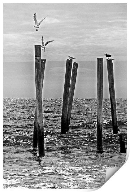 Seagulls  landing on Remains of a Pier Print by Tom and Dawn Gari