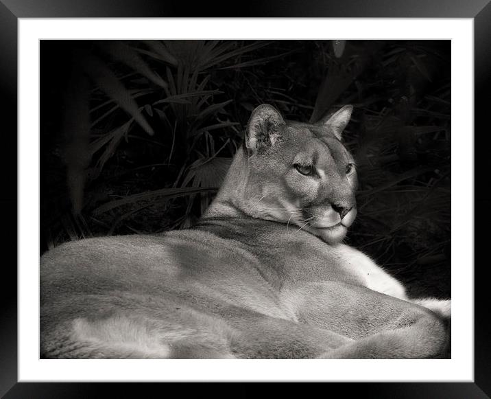 Florida Panther Framed Mounted Print by Anne Rodkin