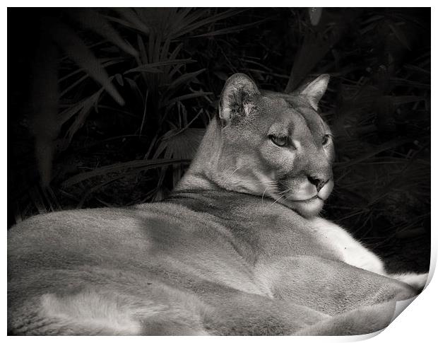 Florida Panther Print by Anne Rodkin