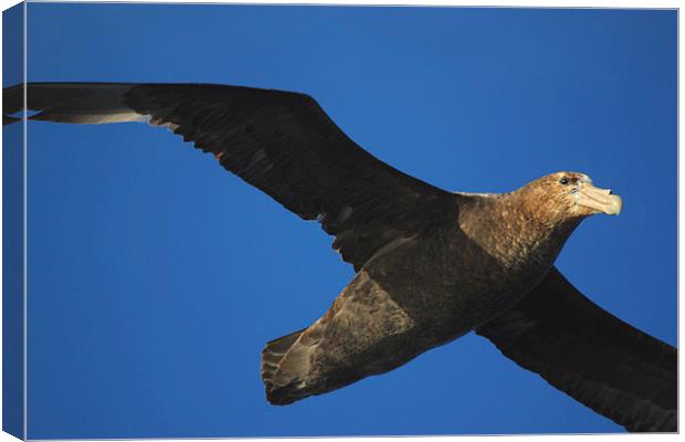 Giant Petrel Flying High Canvas Print by Carole-Anne Fooks