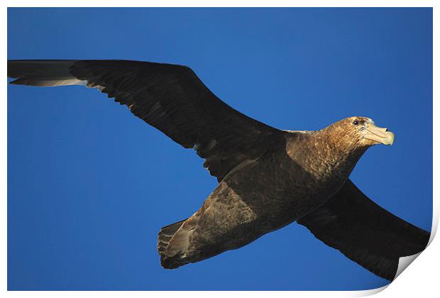 Giant Petrel Flying High Print by Carole-Anne Fooks