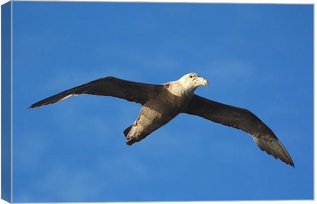 Giant Petrel Soaring Above Canvas Print by Carole-Anne Fooks