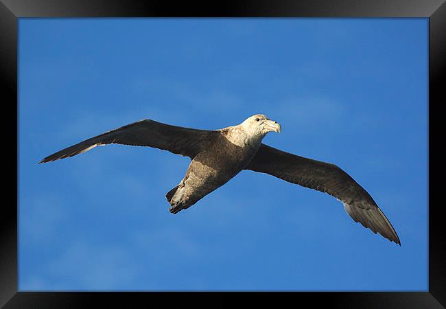 Giant Petrel Soaring Above Framed Print by Carole-Anne Fooks