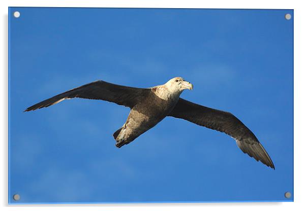 Giant Petrel Soaring Above Acrylic by Carole-Anne Fooks