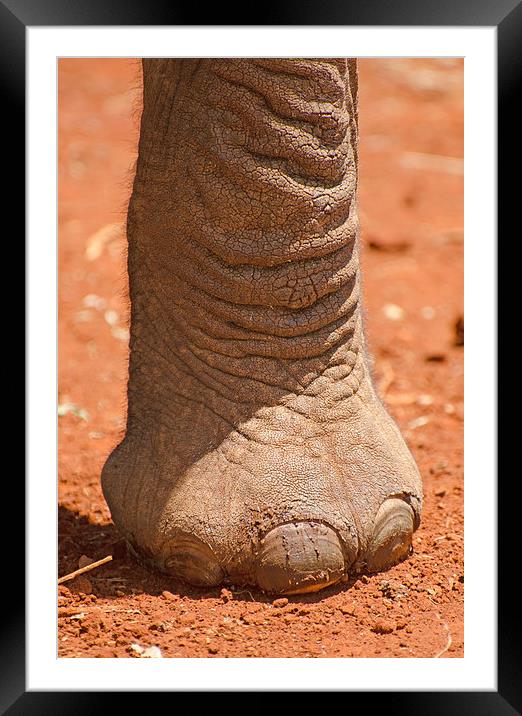large elephant foot Framed Mounted Print by Lloyd Fudge