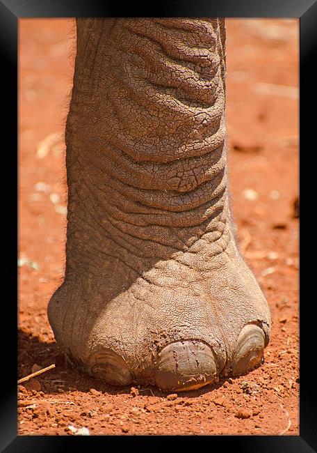 large elephant foot Framed Print by Lloyd Fudge