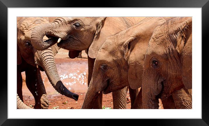 elephants at watering hole in africa Framed Mounted Print by Lloyd Fudge