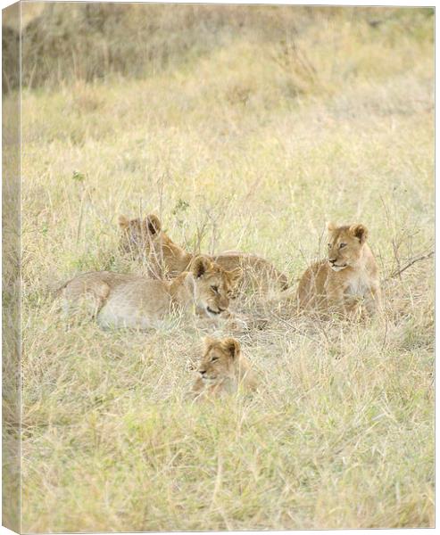 four lion cubs in grass Canvas Print by Lloyd Fudge