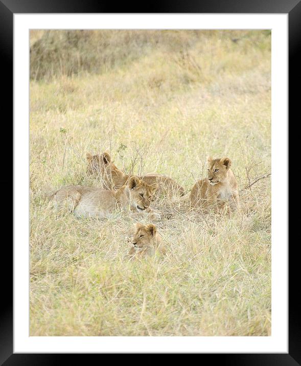 four lion cubs in grass Framed Mounted Print by Lloyd Fudge