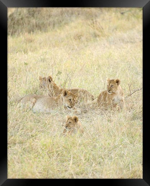 four lion cubs in grass Framed Print by Lloyd Fudge