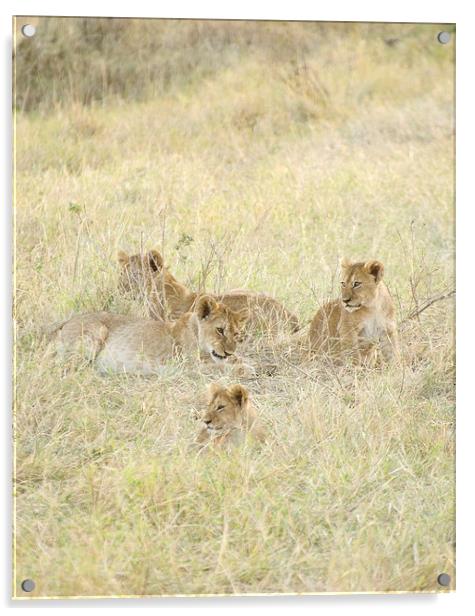 four lion cubs in grass Acrylic by Lloyd Fudge