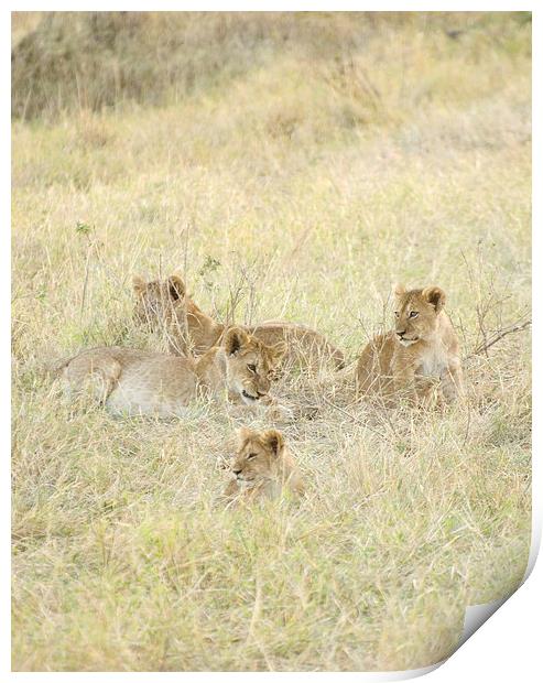 four lion cubs in grass Print by Lloyd Fudge