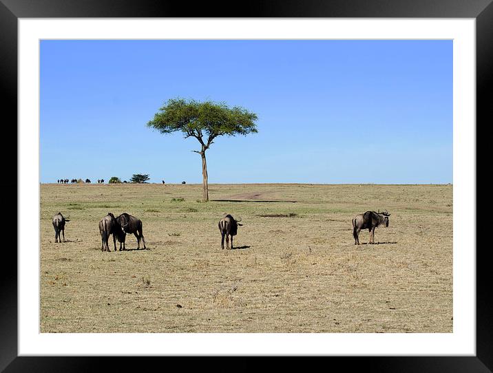 wildebeest on the masi mari Framed Mounted Print by Lloyd Fudge