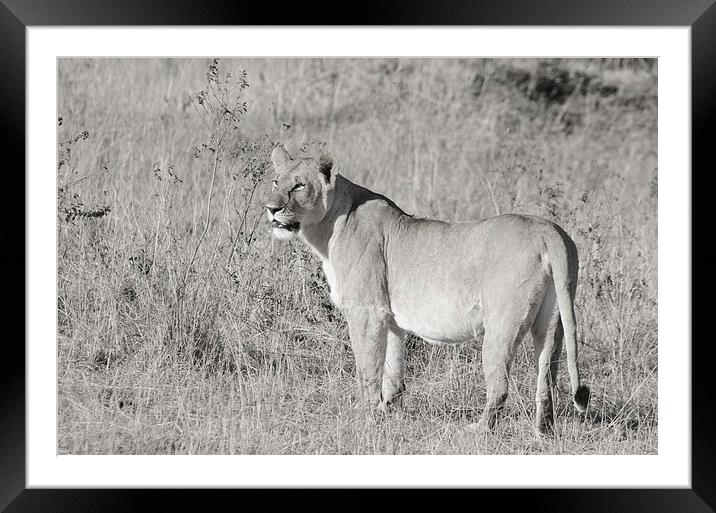 lioness in the masi mari Framed Mounted Print by Lloyd Fudge