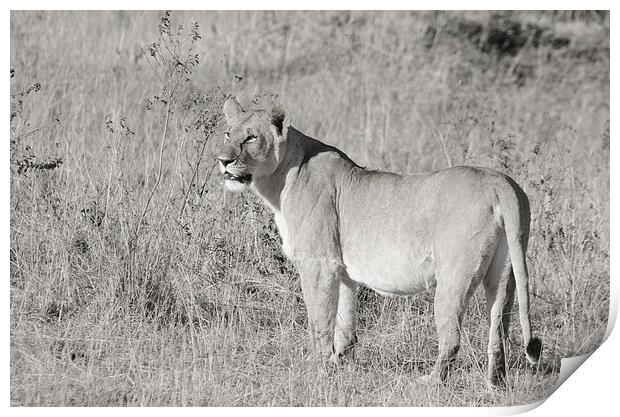 lioness in the masi mari Print by Lloyd Fudge