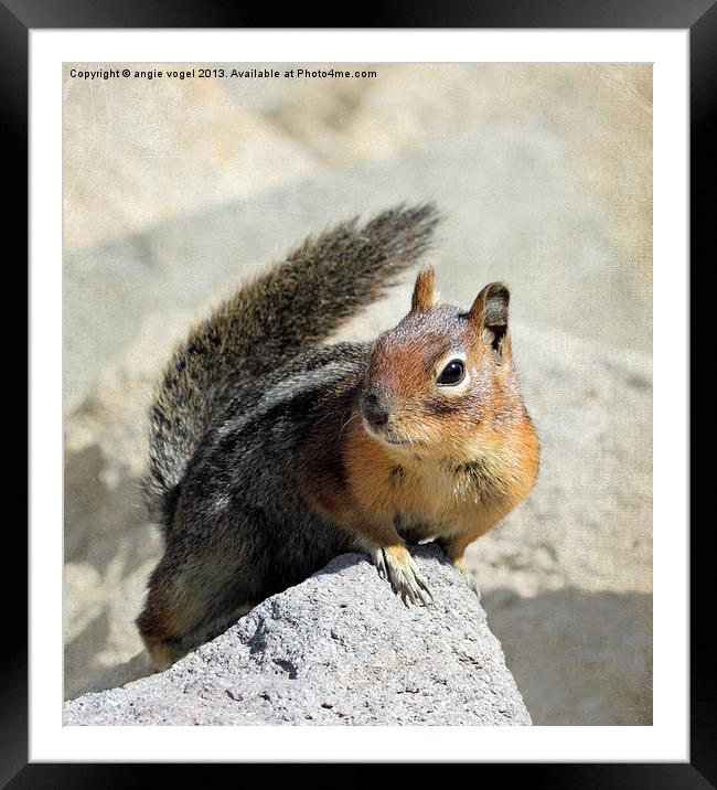 Curious Squirrel Framed Mounted Print by angie vogel