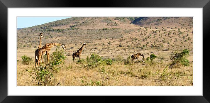 giraffe family on the masi mari Framed Mounted Print by Lloyd Fudge