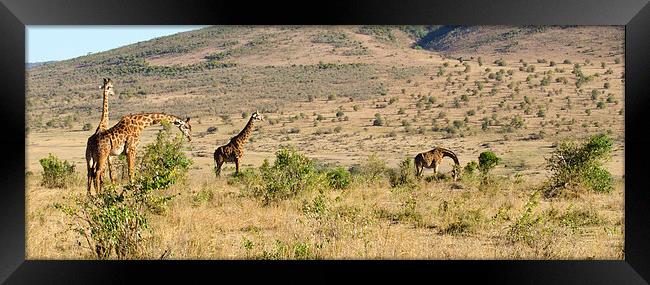 giraffe family on the masi mari Framed Print by Lloyd Fudge