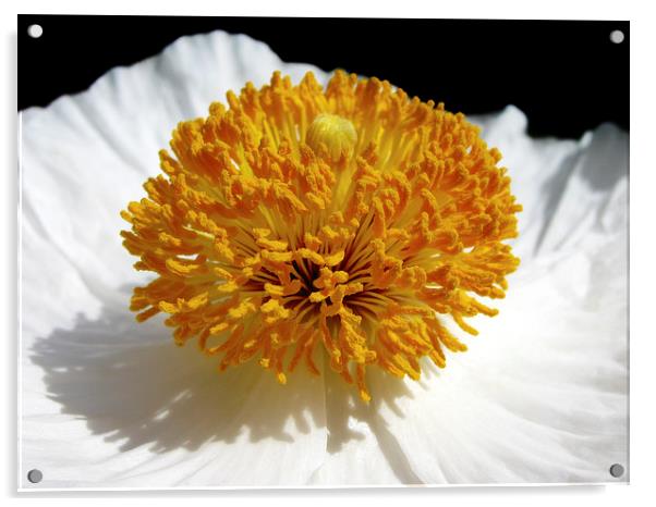 White Poppy Acrylic by Mary Lane