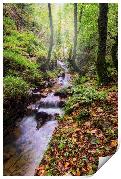 Autumn Forest Stream Print by Ian Mitchell