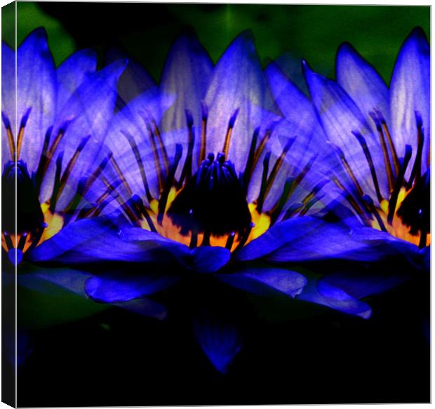 Blue lily Canvas Print by Ruth Hallam