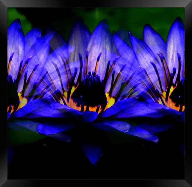 Blue lily Framed Print by Ruth Hallam