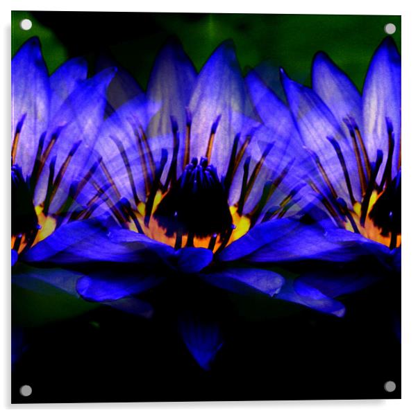 Blue lily Acrylic by Ruth Hallam