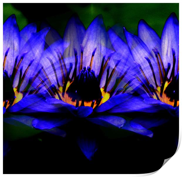 Blue lily Print by Ruth Hallam
