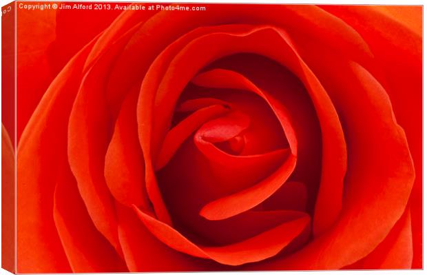 Red Rose Canvas Print by Jim Alford