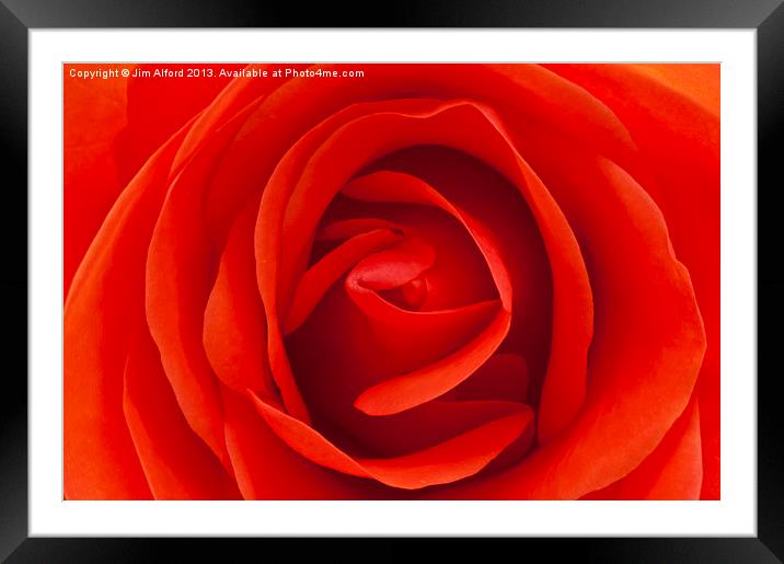 Red Rose Framed Mounted Print by Jim Alford