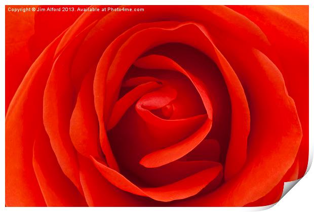 Red Rose Print by Jim Alford