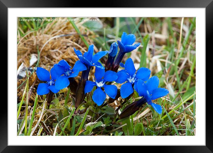 Spring Gentian Framed Mounted Print by Jim Alford