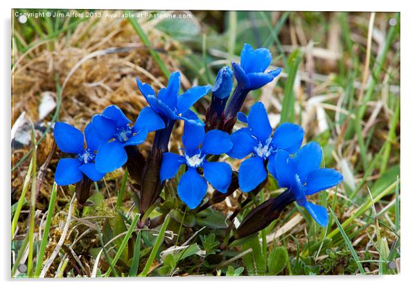 Spring Gentian Acrylic by Jim Alford