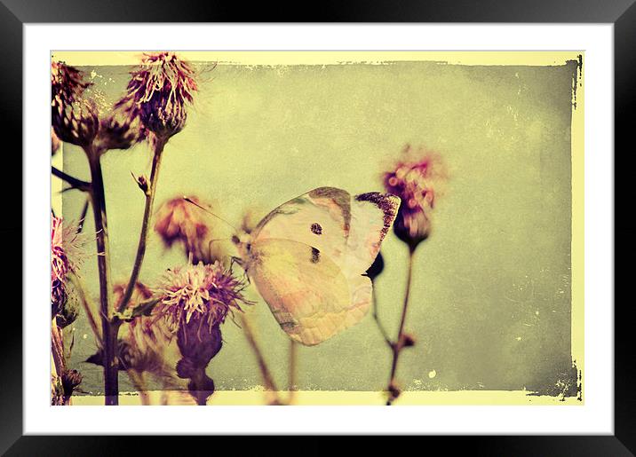 Fragile Butterfly Framed Mounted Print by Dawn Cox