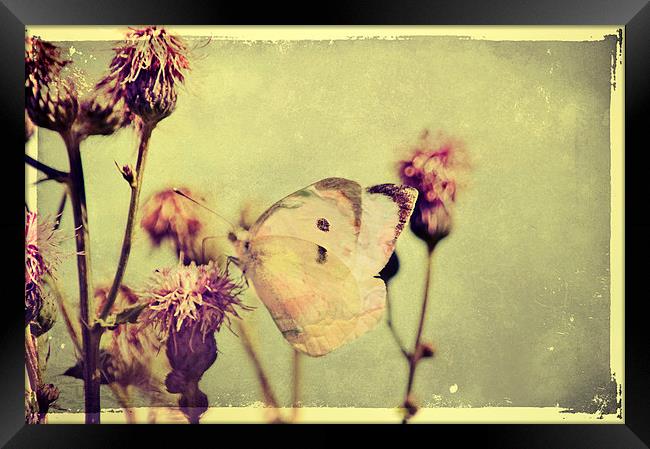 Fragile Butterfly Framed Print by Dawn Cox