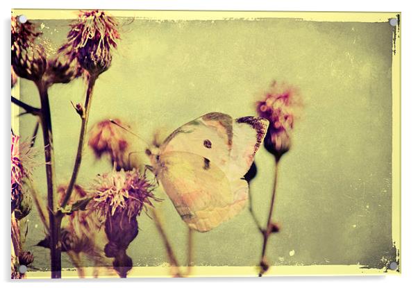 Fragile Butterfly Acrylic by Dawn Cox