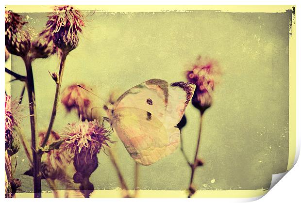Fragile Butterfly Print by Dawn Cox