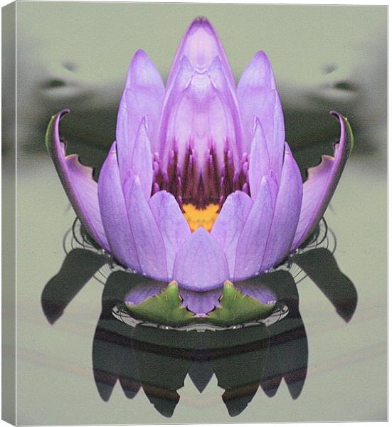 Lily reflection Canvas Print by Ruth Hallam