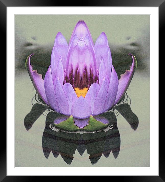 Lily reflection Framed Mounted Print by Ruth Hallam