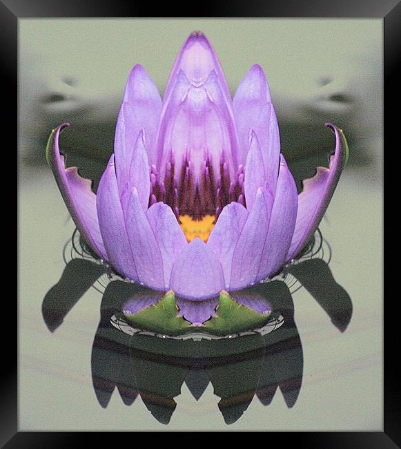 Lily reflection Framed Print by Ruth Hallam