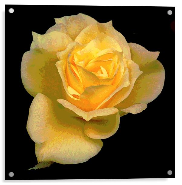 Yellow Watercolor Rose Acrylic by james balzano, jr.