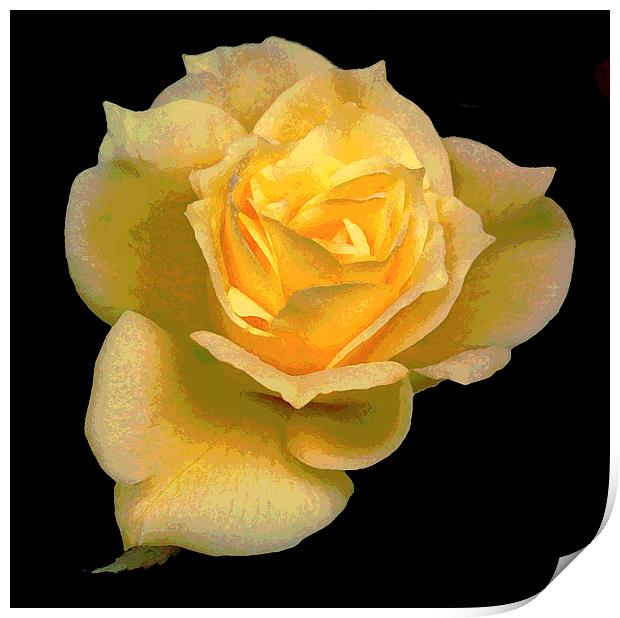 Yellow Watercolor Rose Print by james balzano, jr.