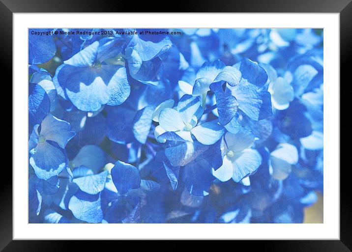 Vintage Hydrangea Framed Mounted Print by Nicole Rodriguez