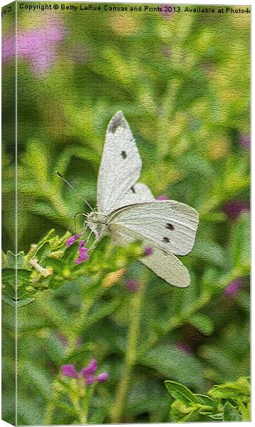 Cabbage White Butterfly Canvas Print by Betty LaRue