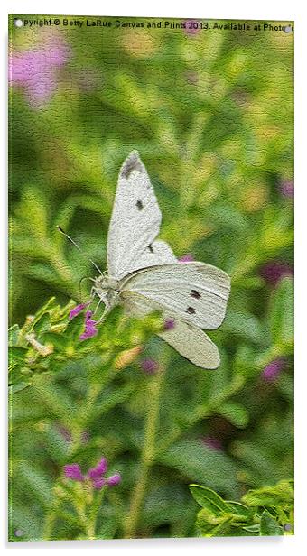 Cabbage White Butterfly Acrylic by Betty LaRue