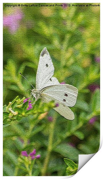 Cabbage White Butterfly Print by Betty LaRue