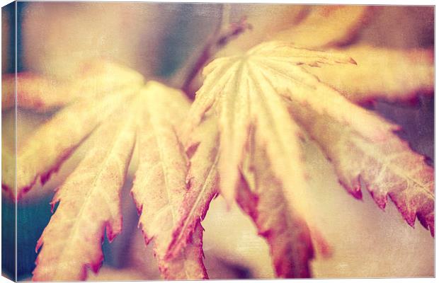Japanese Maple Leaves with Texture Effect Canvas Print by Natalie Kinnear